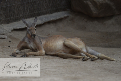 Barcelona Zoo Barcelona Zoo