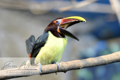 Barcelona Zoo Barcelona Zoo