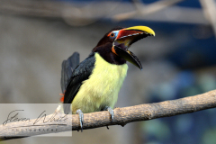 Barcelona Zoo Barcelona Zoo