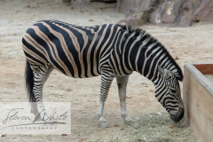 Barcelona Zoo Barcelona Zoo