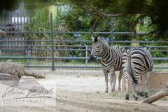Barcelona Zoo Barcelona Zoo