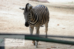 Barcelona Zoo Barcelona Zoo