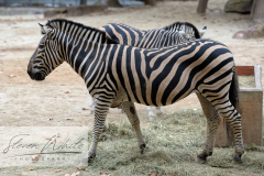 Barcelona Zoo Barcelona Zoo