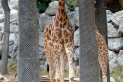 Barcelona Zoo Barcelona Zoo