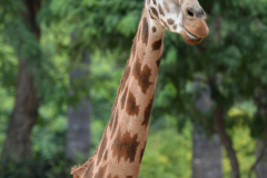 Barcelona Zoo Barcelona Zoo