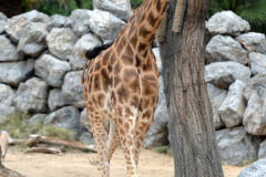 Barcelona Zoo Barcelona Zoo