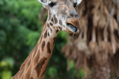Barcelona Zoo Barcelona Zoo