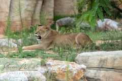 Barcelona Zoo Barcelona Zoo