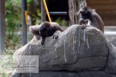 Barcelona Zoo Barcelona Zoo