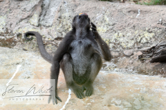 Barcelona Zoo Barcelona Zoo