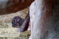Barcelona Zoo Barcelona Zoo