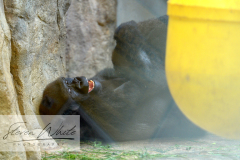 Barcelona Zoo Barcelona Zoo