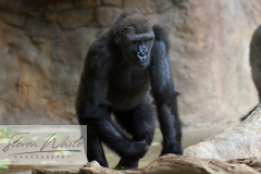 Barcelona Zoo Barcelona Zoo