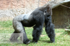 Barcelona Zoo Barcelona Zoo