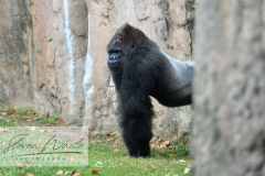 Barcelona Zoo Barcelona Zoo