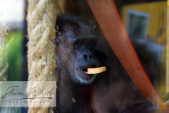 Barcelona Zoo Barcelona Zoo